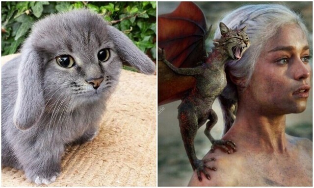 Коты везде: девушка создаёт забавные фотожабы с котами