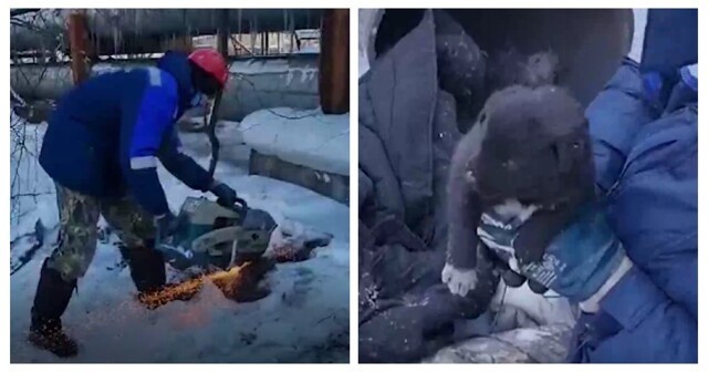 В Кузбассе провели целую операцию, чтобы спасти щенка, застрявшего в трубе теплотрассы