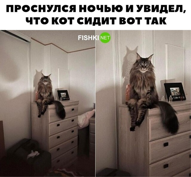 Кот что-то задумал