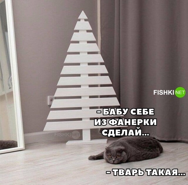 Котик недоволен