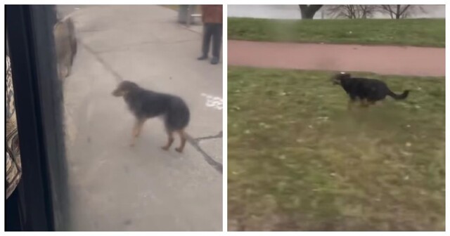 Бездомная собака бежала за маршруткой, чтобы встретить парня, который её погладил