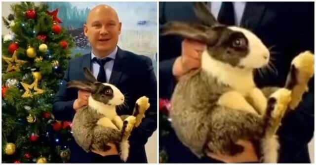 Волгоградский депутат записал поздравление с парализованным от страха кроликом в руках