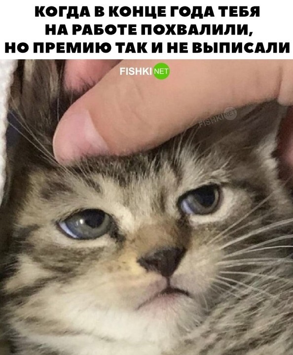 Отделались похвалой