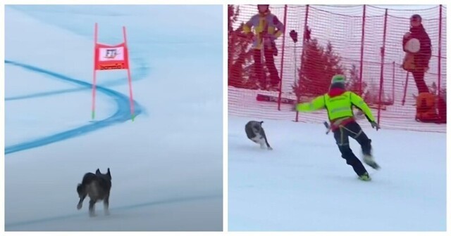 Озорной пёс выбежал  на трассу для горнолыжников во время соревнований
