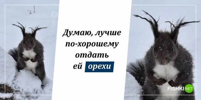 Опасная белка
