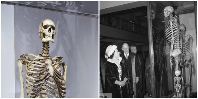 Скелет гиганта, который боялся стать музейным экспонатом, спустя три века похоронят
