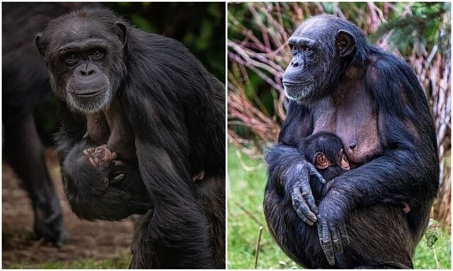 В Англии родился шимпанзе, чей вид рискует исчезнуть с планеты