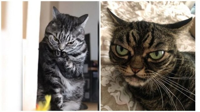 Смех до слез: фото котов, харизме которых позавидуют Аль Пачино и Сталлоне