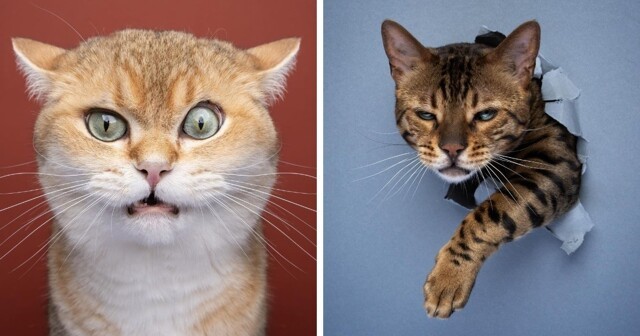 Фотограф из Германии делает потрясающие снимки котиков, показывая, сколько разных «я» может в них прятаться