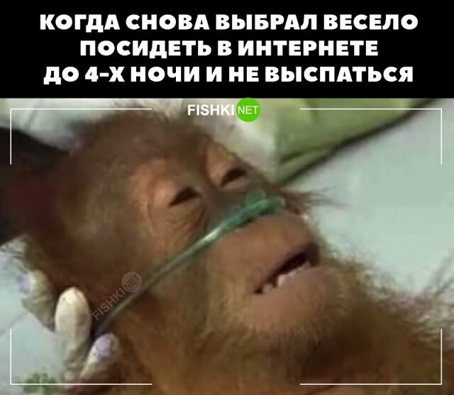Когда вместо сна выбрал развлечения в интернете