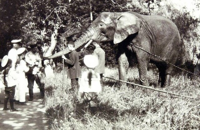 Откуда у Николая II были слоны и что с ними стало
