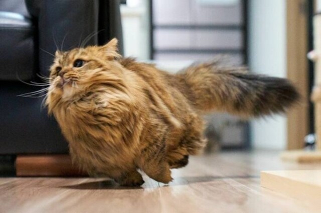 Намешалось