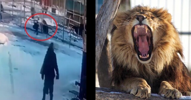 Пьяная посетительница зоопарка в Уссурийске влезла в вольер со львом. Он сделал "кусь"