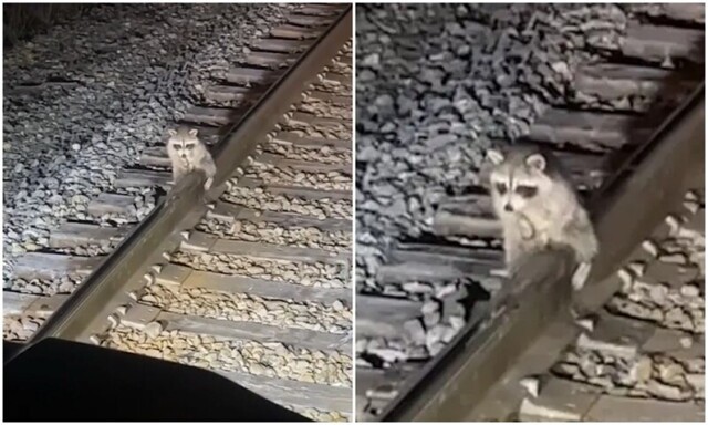 Работник поезда заметил енота, который примёрз к рельсу причинным местом
