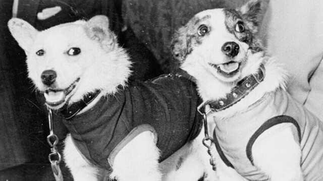 Белка и Стрелка: невероятная история космических собак
