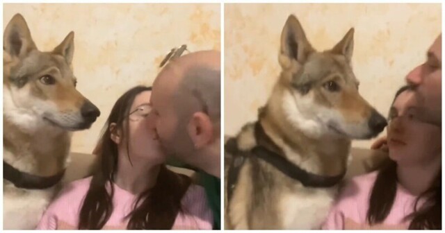 Смешная реакция пса на поцелуи хозяев