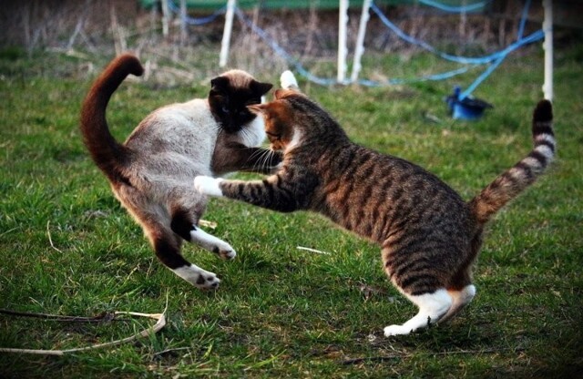 Кошки играют или дерутся?: учёные определили тонкую грань