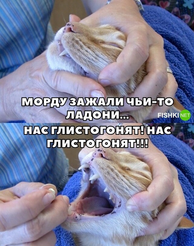 Однажды в ветеринарном кабинете