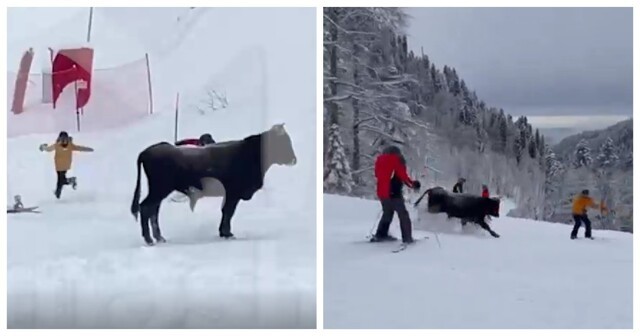В Сочи бык прибежал на горнолыжный курорт и устроил большой шухер