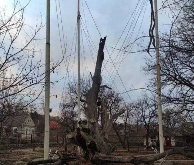 В Запорожье упал легендарный 700-летний дуб