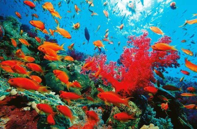 Почему Красное море называется красным