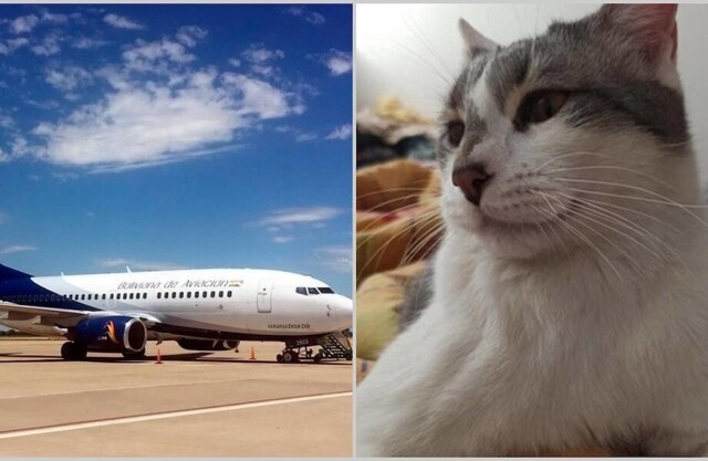 Авиакомпания Боливии наняла экстрасенса, чтобы найти потерянного кота