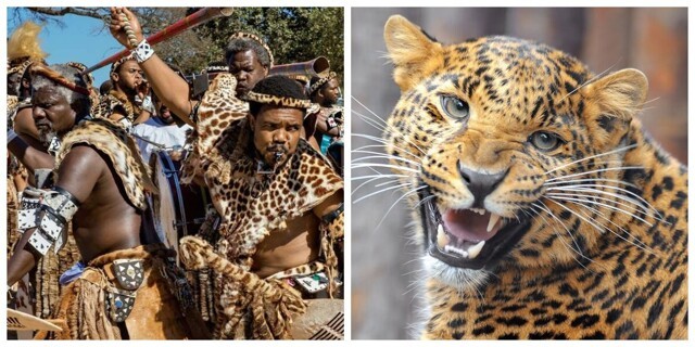 Люди-леопарды: тайное общество Чёрного континента