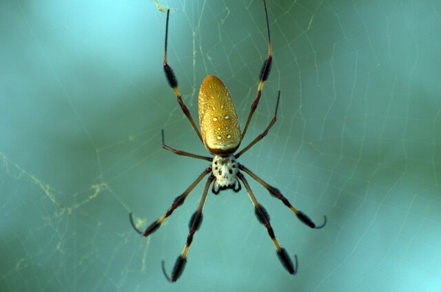Десять самых ядовитых пауков в мире