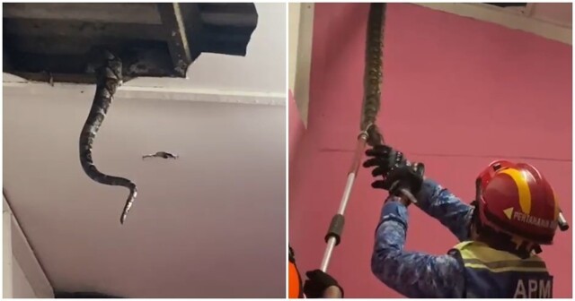 В Малайзии два питона проломили потолок жилого дома