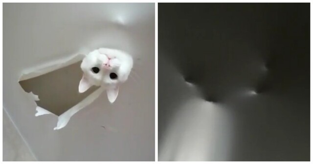 Кот решил проверить качество натяжного потолка в доме хозяина