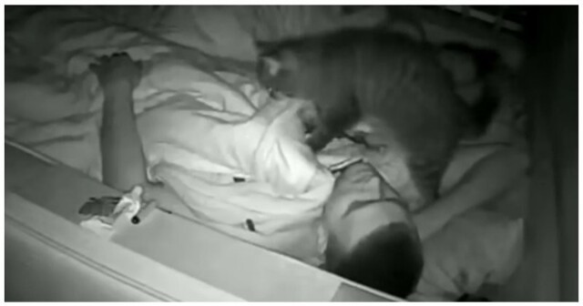 Кот-музыкант мешает хозяину спать