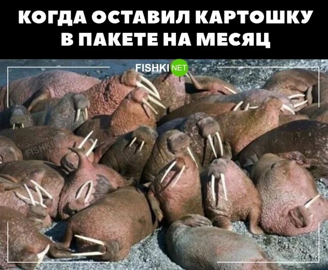 Фотоприколы и&nbsp;прикольные картинки