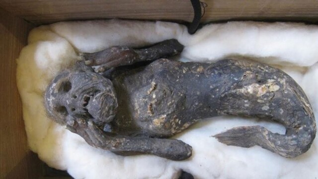 Тайна жуткой мумифицированной «русалочки» из Японии наконец раскрыта