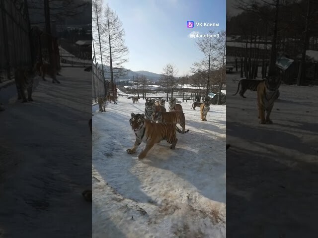 Солянка от 25.02.2023
