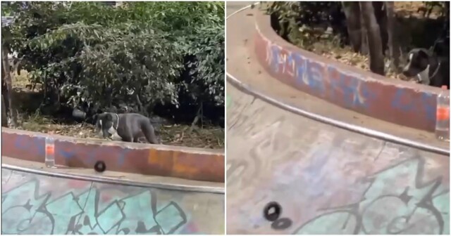 Улыбчивый пёс пошутил над скейтбордистом