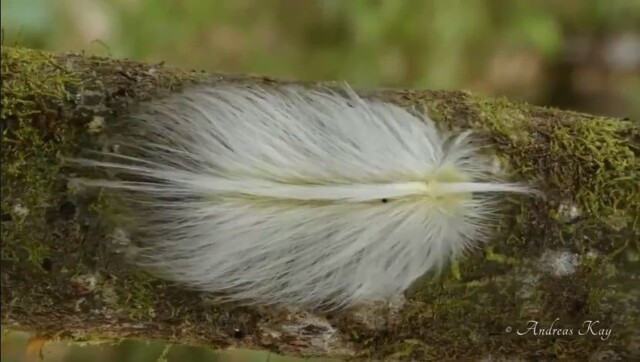 Гусеница имитирующая перо