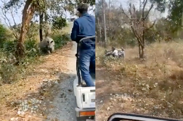 Носороги напали на людей в Индии: из-за разъярённых животных пострадали шестеро человек