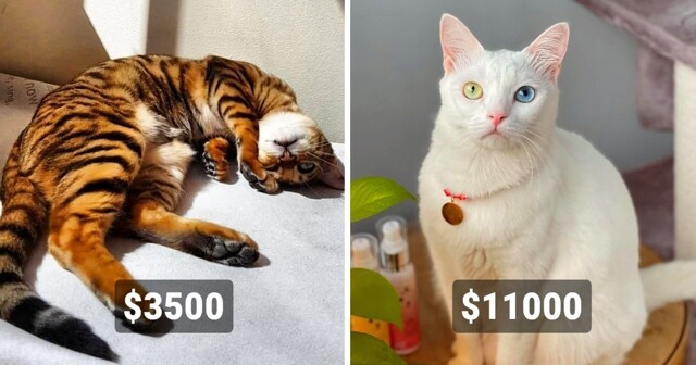 Пушистая драгоценность: 20 самых дорогостоящих пород кошек