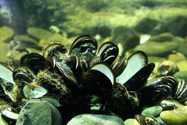 Необычные свойства вкусных моллюсков: как устрицы спасают планету