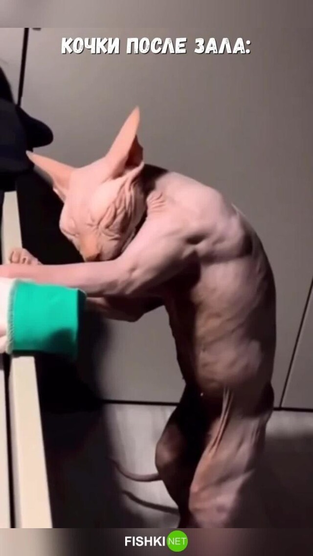 Типичные качки