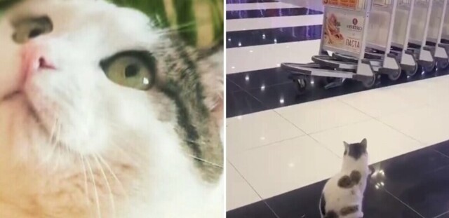 Мужчина, потерявший свою кошку полгода назад, случайно увидел её в аэропорту