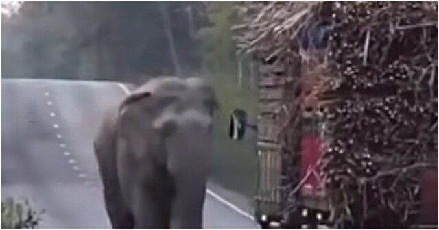 Слон останавливает и грабит грузовики с сахарным тростником