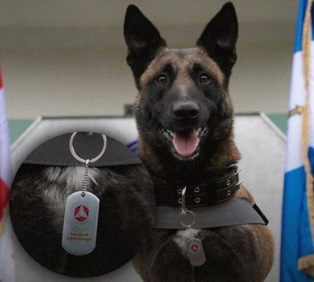 Грузинскому псу вручили медаль за спасение людей из-под завалов в Турции
