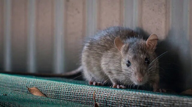 Невидана зверушка: ученые создали мышей с двумя биологическими отцами