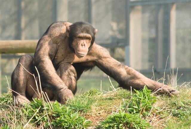 Разум — не награда: почему обезьяны не эволюционируют больше в человека