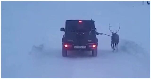 Женщина выгуливала своего оленя, находясь за рулём автомобиля