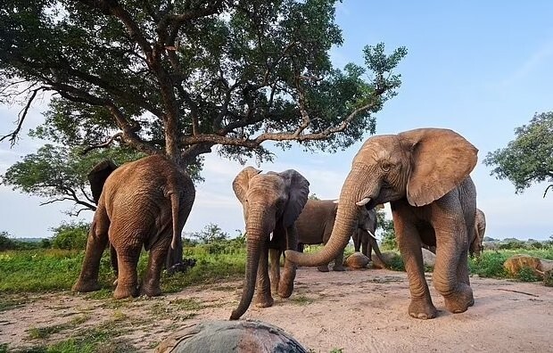 Как слоны в Африке помогают богатеть деревенским жителям и ликероводочной компании