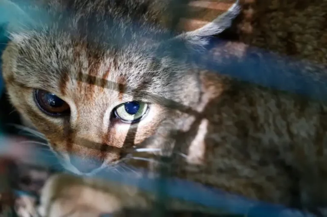 Неуловимую корсиканскую «кошку-лису» признали уникальным видом