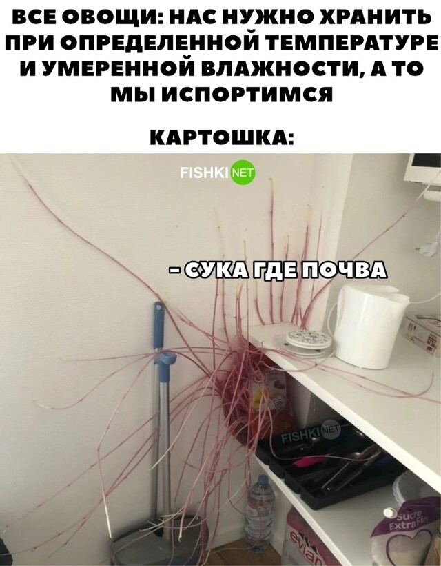 Картошка немного проросла