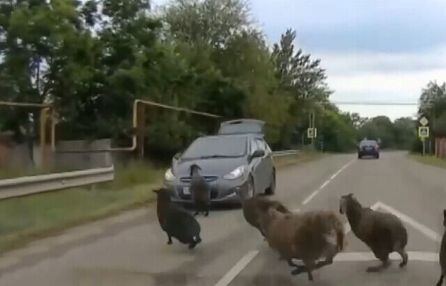 "Шашлык из тебя будет"